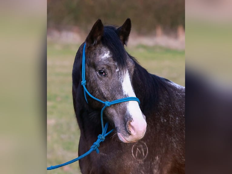 Tinker Mix Wallach 4 Jahre 150 cm Rappe in Blairsville