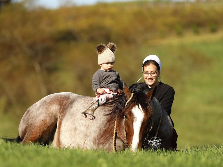Tinker Mix Wallach 4 Jahre 150 cm Roan-Bay in Millersburg