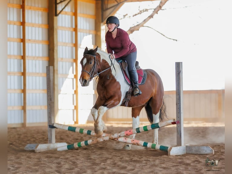 Tinker Mix Wallach 4 Jahre 150 cm Rotbrauner in Auburn