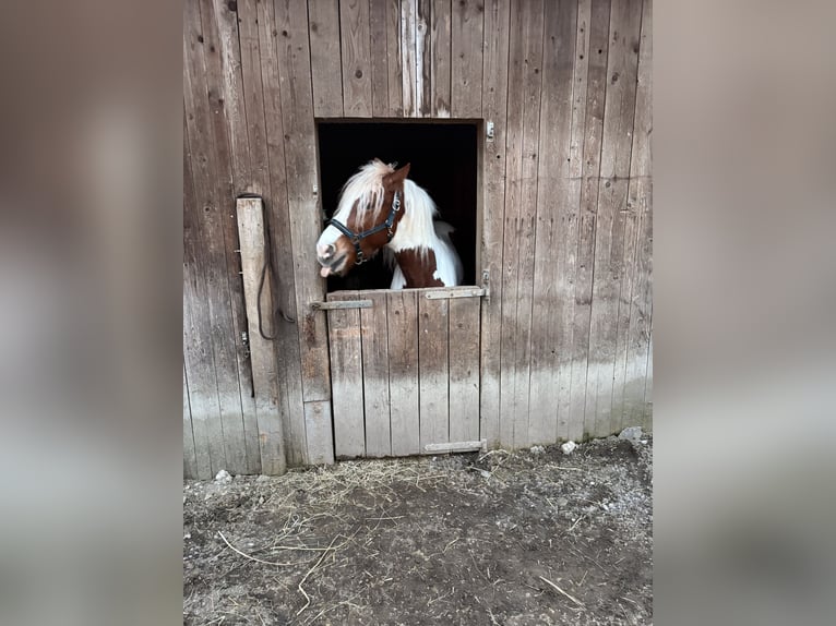 Tinker Mix Wallach 4 Jahre 150 cm Schecke in Mödling