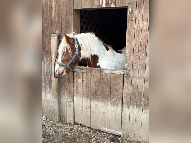 Tinker Mix Wallach 4 Jahre 150 cm Schecke in Mödling