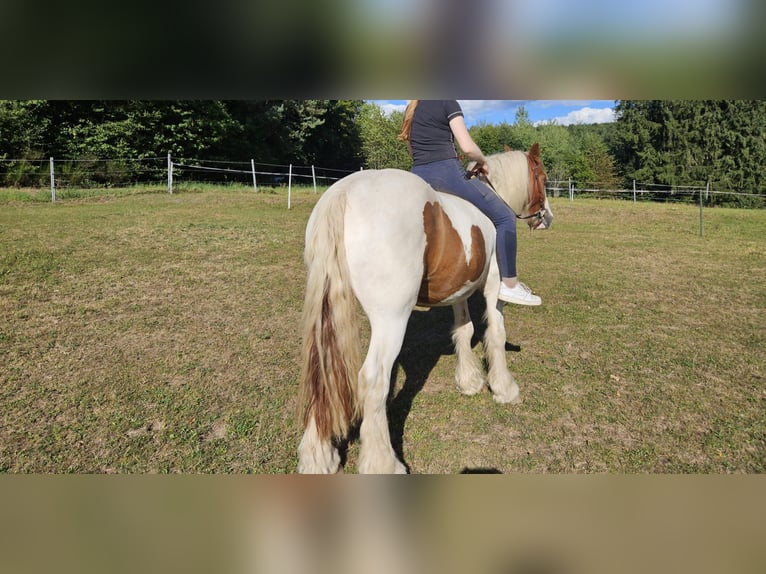 Tinker Wallach 4 Jahre 150 cm Schecke in Fl&#xF6;rsbachtal