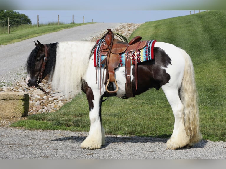 Tinker Wallach 4 Jahre 150 cm Tobiano-alle-Farben in Millersburg