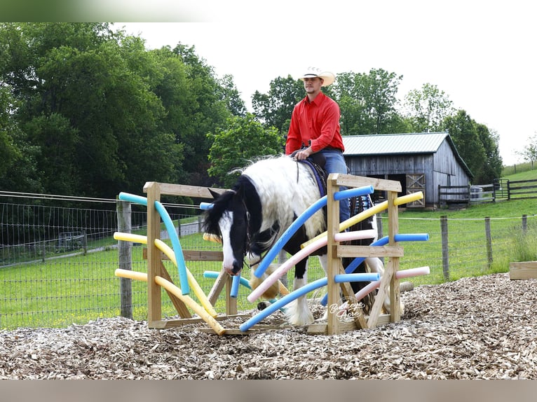 Tinker Wallach 4 Jahre 150 cm Tobiano-alle-Farben in Millersburg