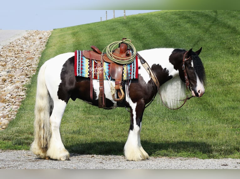 Tinker Wallach 4 Jahre 150 cm Tobiano-alle-Farben in Millersburg