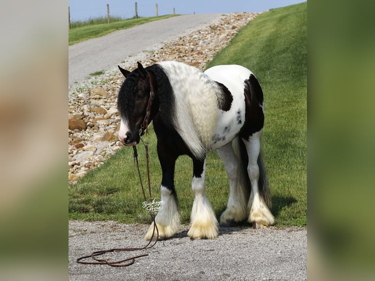 Tinker Wallach 4 Jahre 150 cm Tobiano-alle-Farben in Millersburg