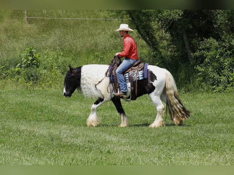 Tinker Wallach 4 Jahre 150 cm Tobiano-alle-Farben in Millersburg