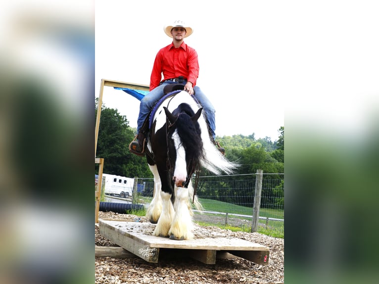 Tinker Wallach 4 Jahre 150 cm Tobiano-alle-Farben in Millersburg