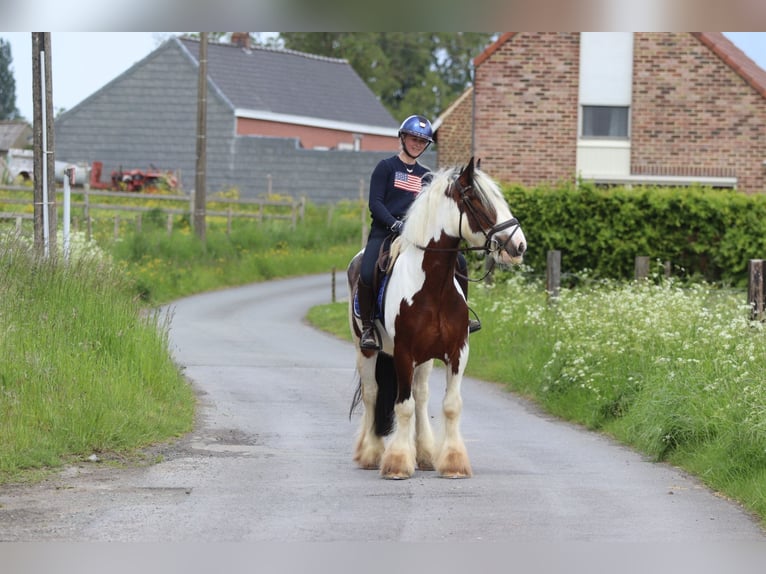 Tinker Wallach 4 Jahre 151 cm Schecke in Pepingen