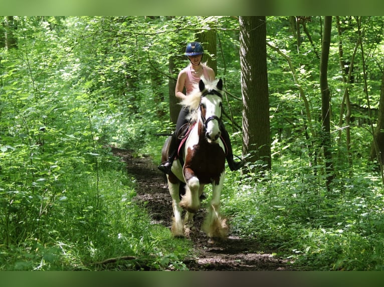 Tinker Wallach 4 Jahre 151 cm Schecke in Pepingen