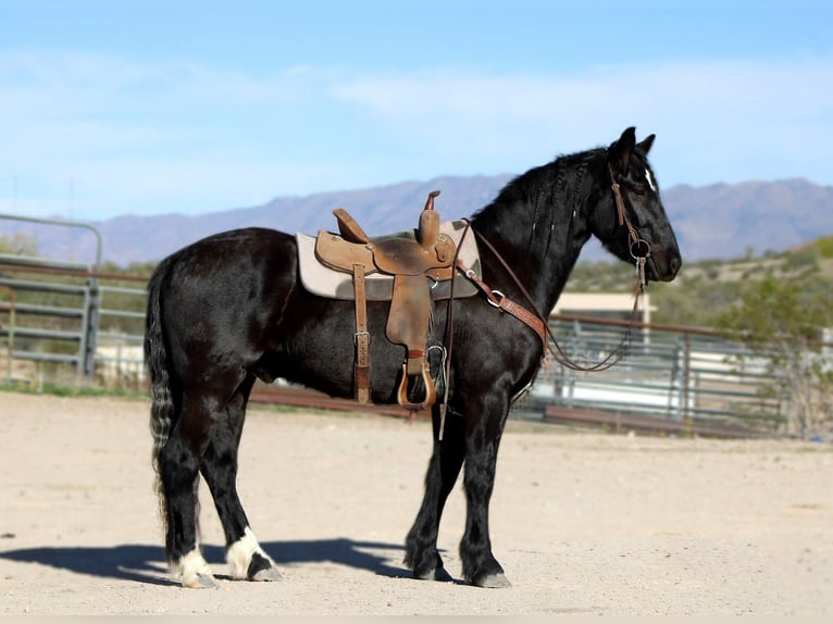 Tinker Mix Wallach 4 Jahre 152 cm Rappe in Wickenburg