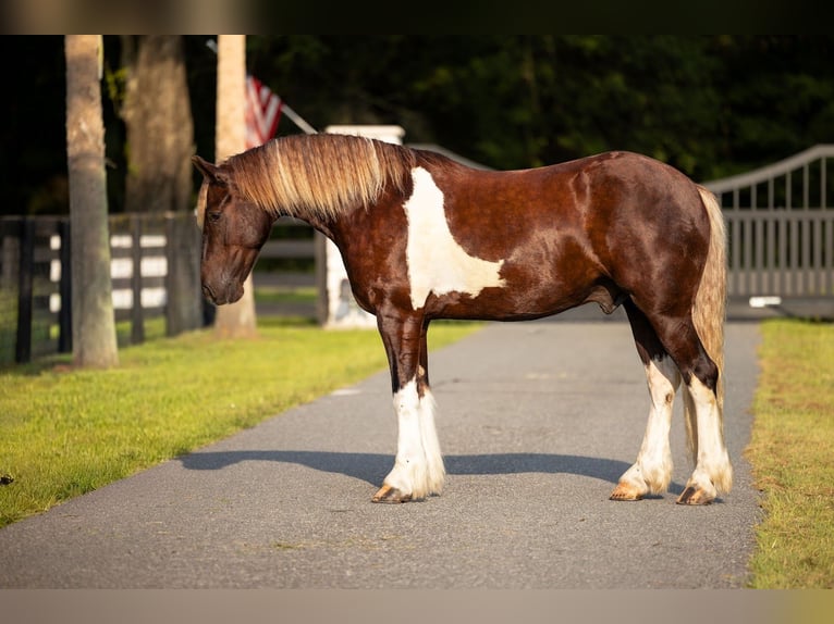 Tinker Mix Wallach 4 Jahre 152 cm Tobiano-alle-Farben in Ocala