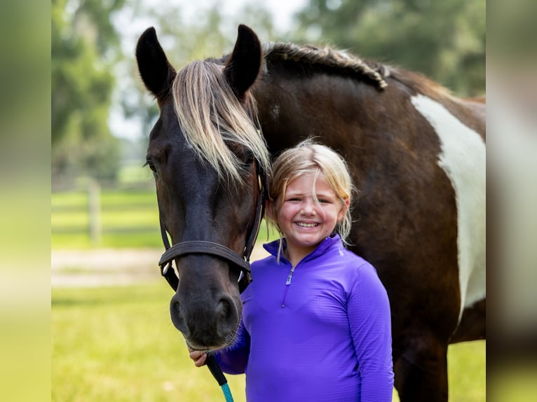 Tinker Mix Wallach 4 Jahre 152 cm Tobiano-alle-Farben in Ocala