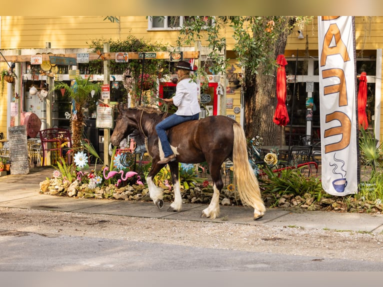 Tinker Mix Wallach 4 Jahre 152 cm Tobiano-alle-Farben in Ocala