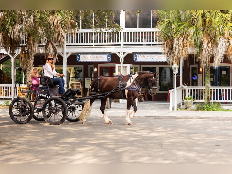 Tinker Mix Wallach 4 Jahre 152 cm Tobiano-alle-Farben in Ocala
