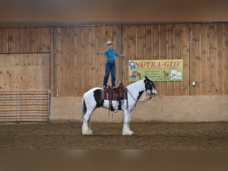 Tinker Wallach 4 Jahre 157 cm Tobiano-alle-Farben in Millersburg, OH