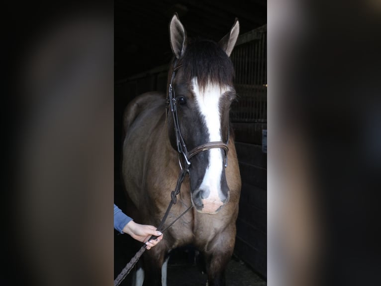 Tinker Mix Wallach 4 Jahre 160 cm Grullo in Perkasie