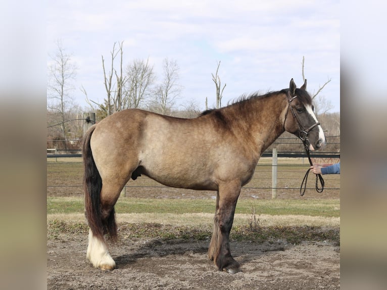 Tinker Mix Wallach 4 Jahre 160 cm Grullo in Perkasie
