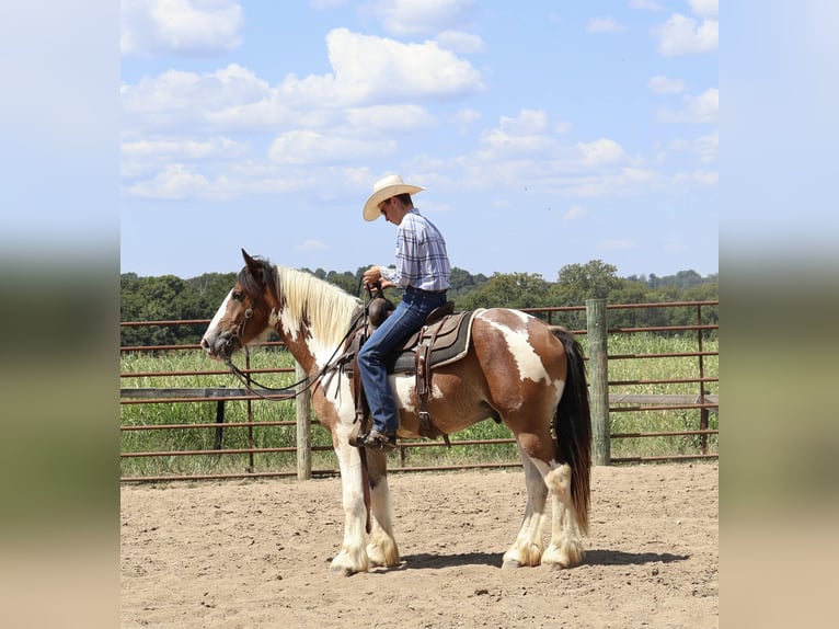 Tinker Mix Wallach 4 Jahre 160 cm Schecke in Auburn