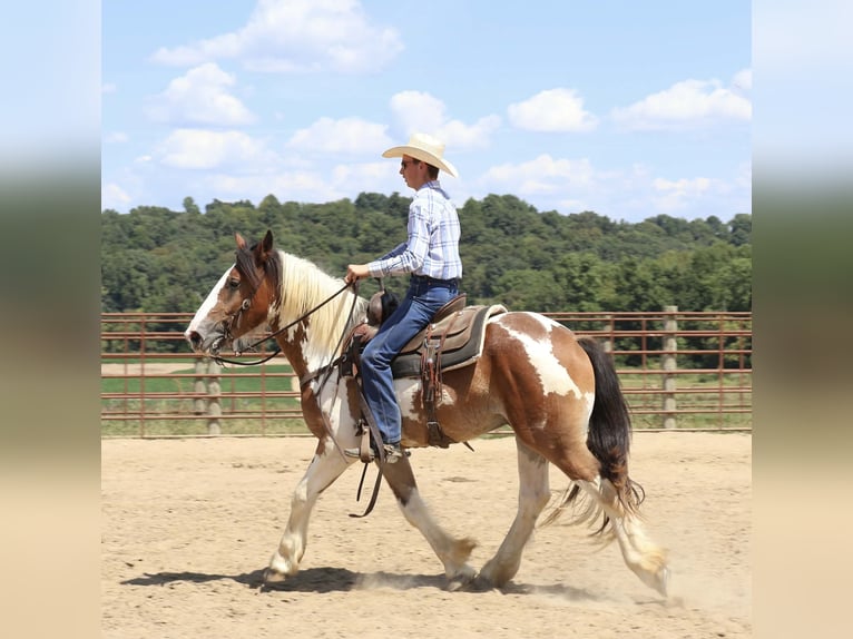 Tinker Mix Wallach 4 Jahre 160 cm Schecke in Auburn