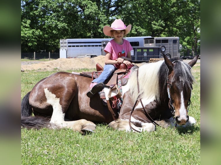 Tinker Mix Wallach 4 Jahre 163 cm Schecke in Howell