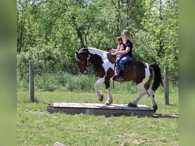 Tinker Mix Wallach 4 Jahre 163 cm Schecke in Howell
