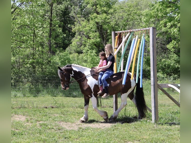 Tinker Mix Wallach 4 Jahre 163 cm Schecke in Howell