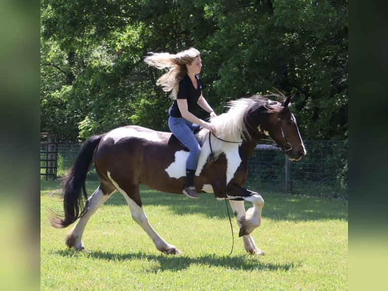 Tinker Mix Wallach 4 Jahre 163 cm Schecke in Howell