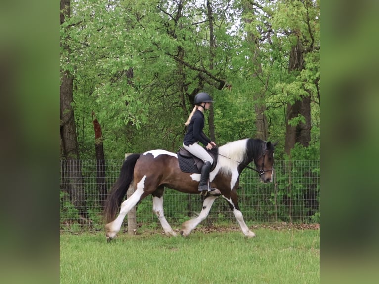 Tinker Mix Wallach 4 Jahre 163 cm Schecke in Howell