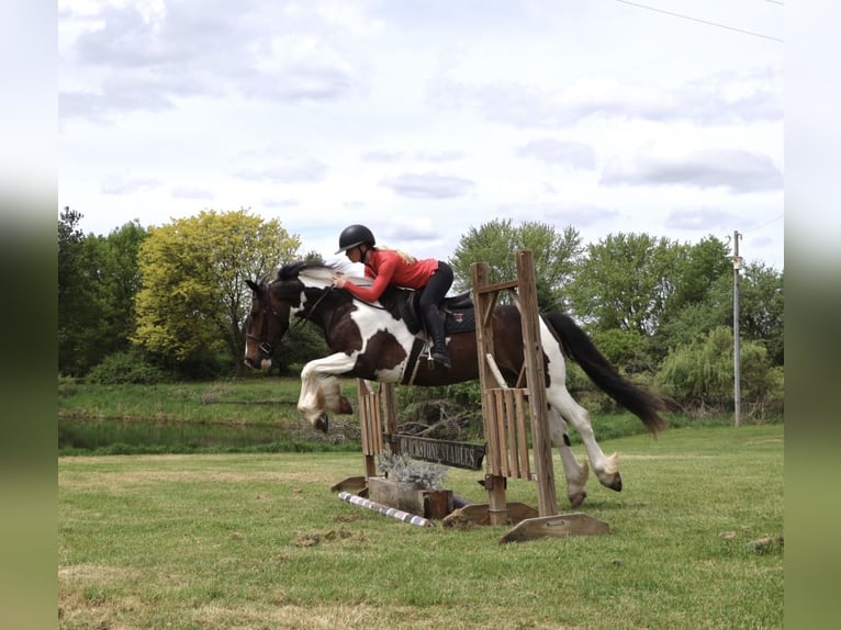 Tinker Mix Wallach 4 Jahre 163 cm Schecke in Howell