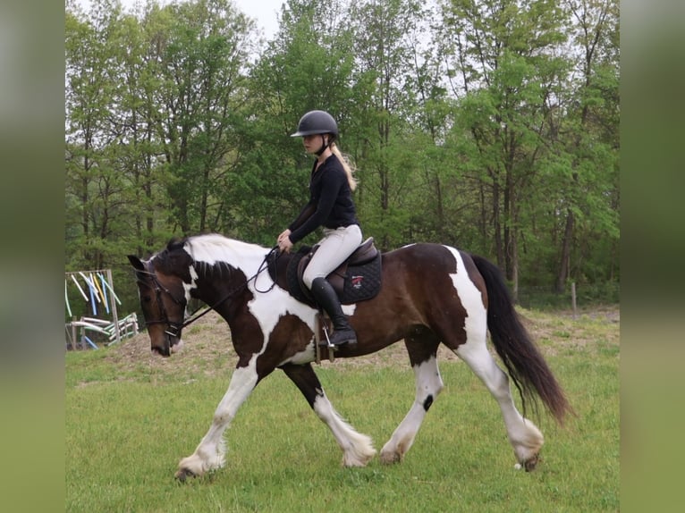 Tinker Mix Wallach 4 Jahre 163 cm Schecke in Howell