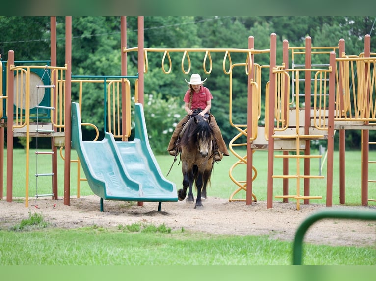 Tinker Mix Wallach 4 Jahre Buckskin in Bloomburg