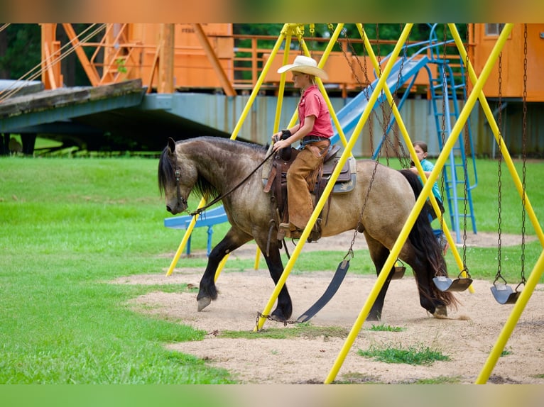 Tinker Mix Wallach 4 Jahre Buckskin in Bloomburg