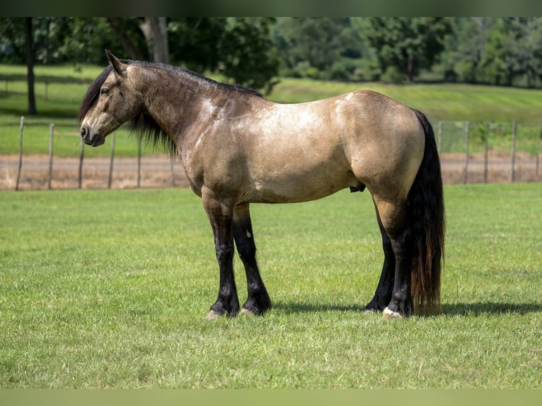 Tinker Mix Wallach 4 Jahre Buckskin in Bloomburg