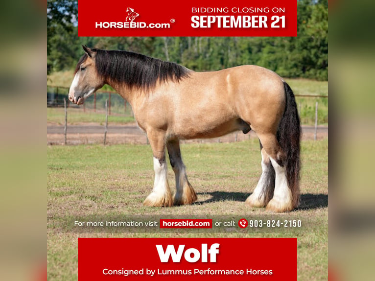 Tinker Wallach 4 Jahre Buckskin in Bloomburg