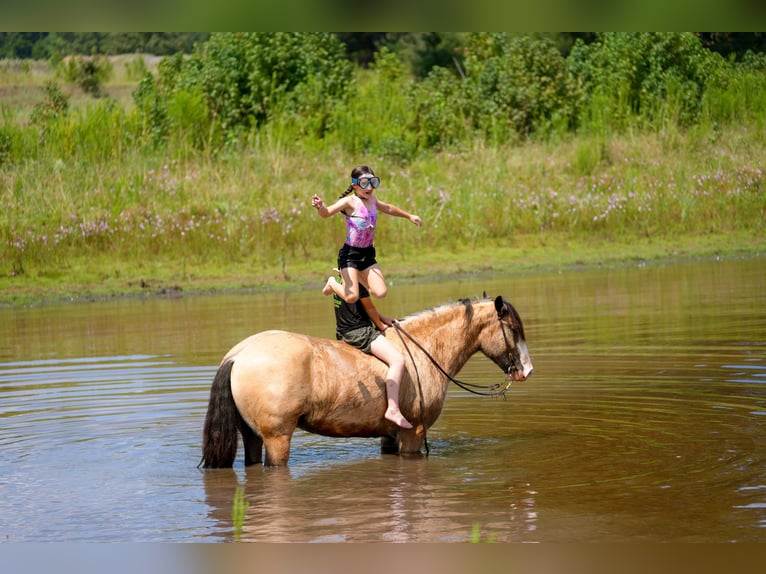 Tinker Wallach 4 Jahre Buckskin in Bloomburg
