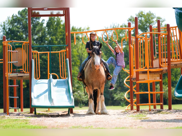 Tinker Wallach 4 Jahre Buckskin in Bloomburg