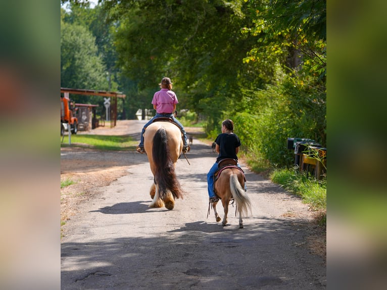 Tinker Wallach 4 Jahre Buckskin in Bloomburg