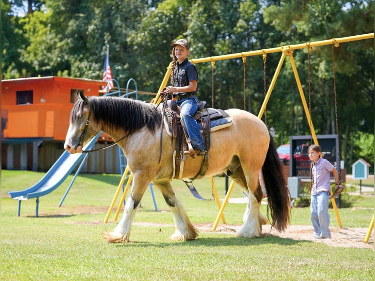 Tinker Wallach 4 Jahre Buckskin in Bloomburg