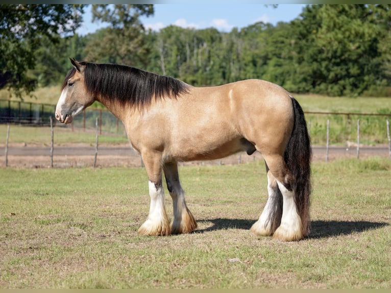Tinker Wallach 4 Jahre Buckskin in Bloomburg