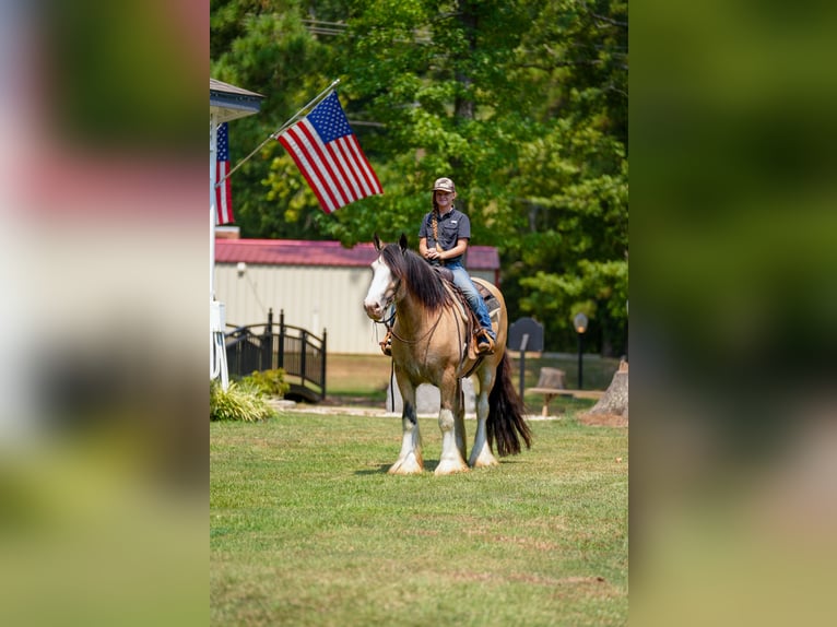 Tinker Wallach 4 Jahre Buckskin in Bloomburg