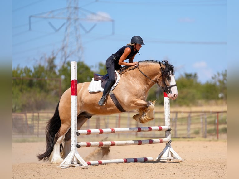 Tinker Wallach 4 Jahre Buckskin in Bloomburg