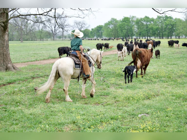 Tinker Mix Wallach 4 Jahre Palomino in Bloomburg
