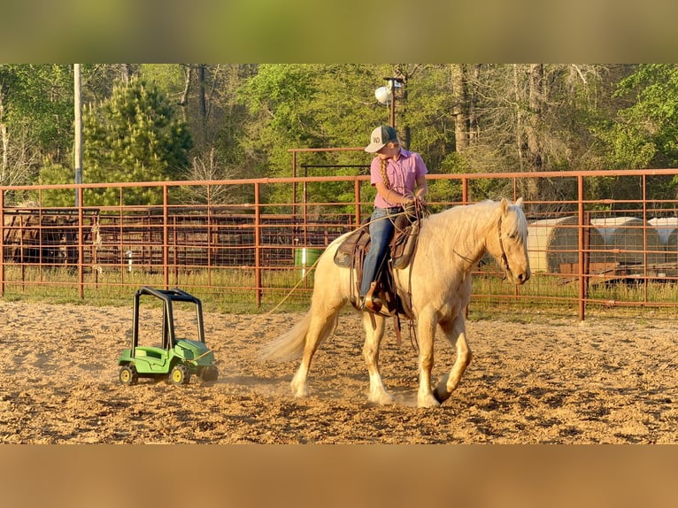 Tinker Mix Wallach 4 Jahre Palomino in Bloomburg