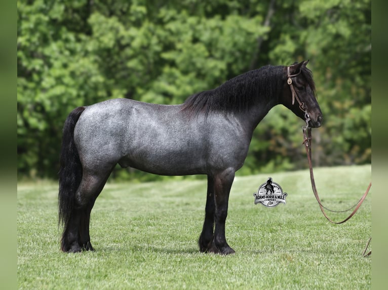 Tinker Wallach 4 Jahre Roan-Blue in Gladstone, NJ