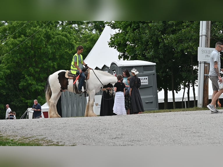 Tinker Wallach 4 Jahre Schecke in Millersburg