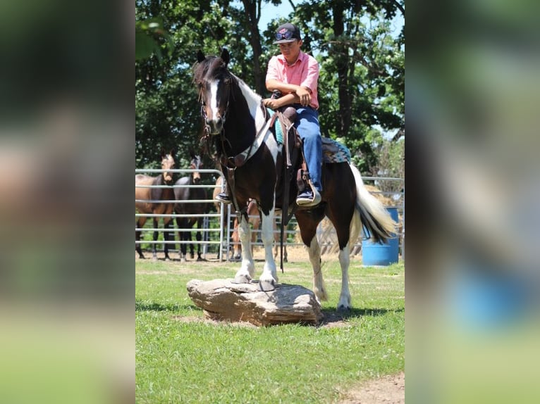 Tinker Mix Wallach 4 Jahre Schecke in Oskaloosa