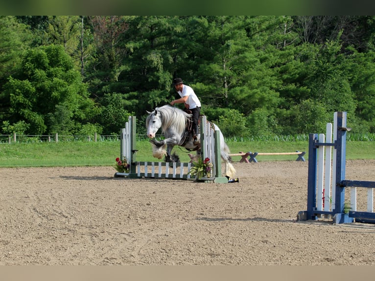 Tinker Wallach 4 Jahre Schimmel in Syracuse