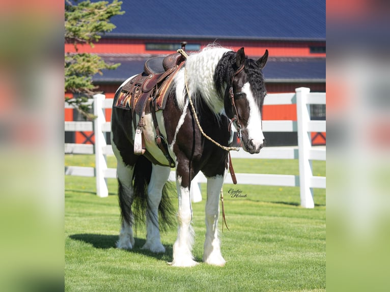 Tinker Mix Wallach 4 Jahre Tobiano-alle-Farben in Independence, IA