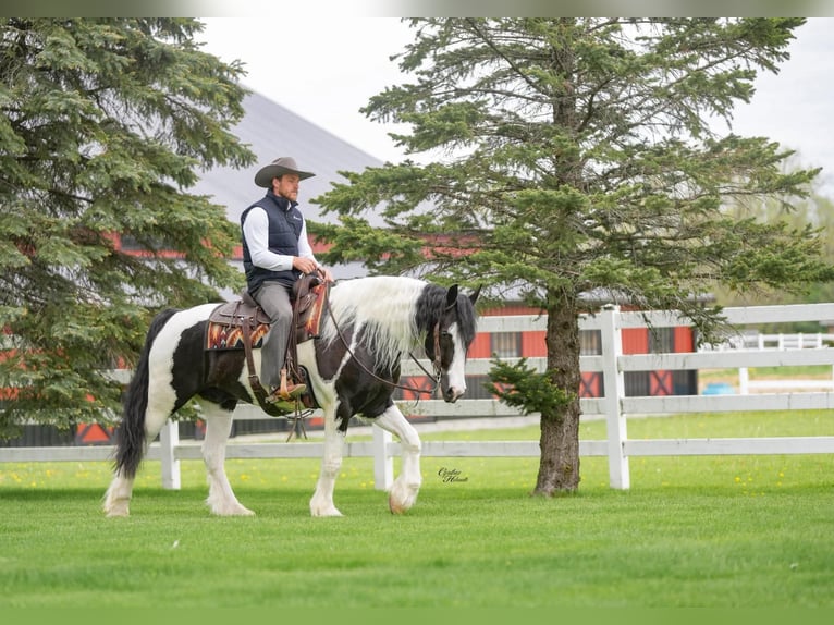 Tinker Mix Wallach 4 Jahre Tobiano-alle-Farben in Independence, IA